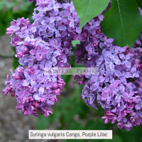 Syringa vulgaris Congo Purple Lilac